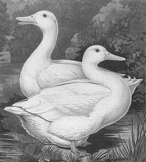 300px-Mary_Simmons_of_Hartwell's_prize-winning_Aylesbury_ducks